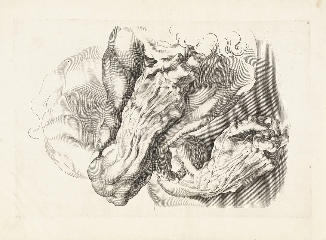 Anatomical Studies Of Arms 4 Wall Art by Paulus Pontius - High-Resolution Digital Print