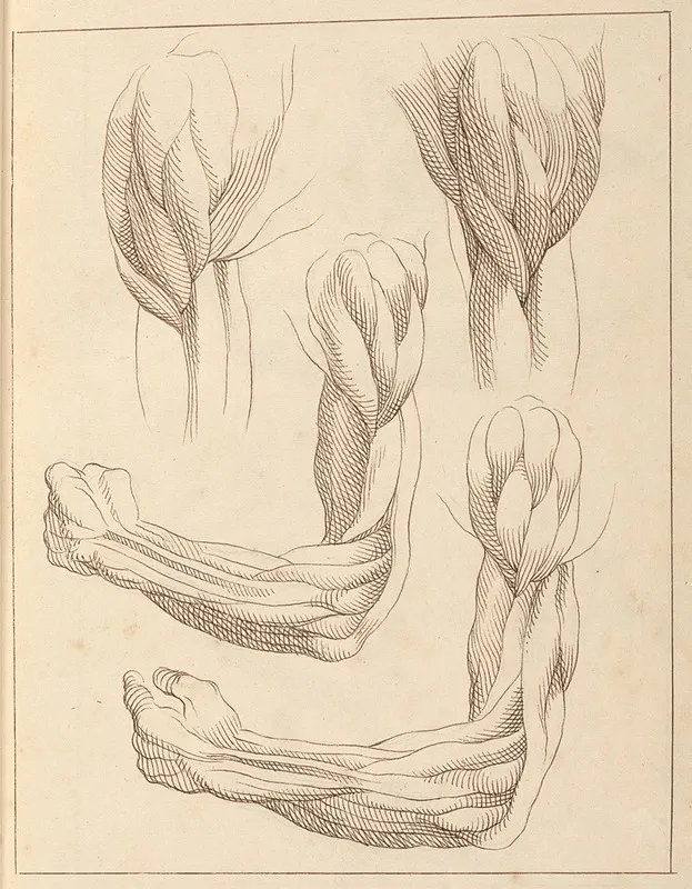 Anatomical Studies Of Arms
