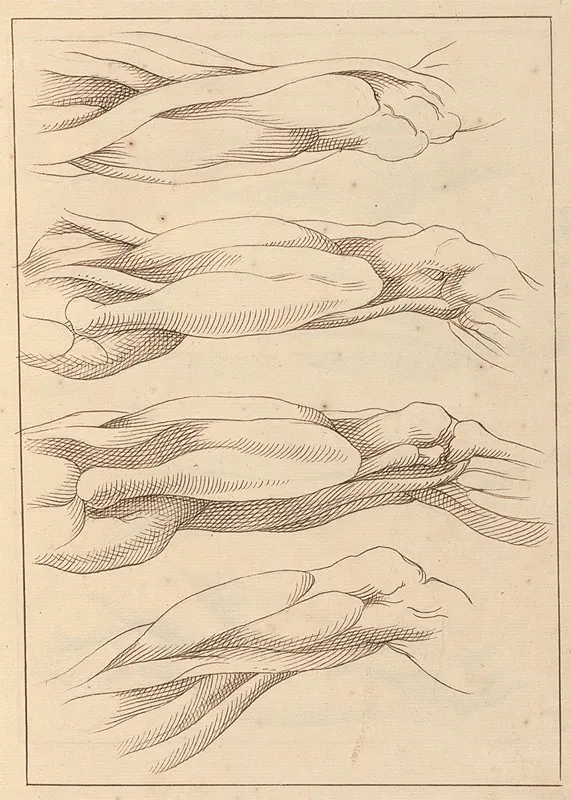 Anatomical Studies Of Legs 3