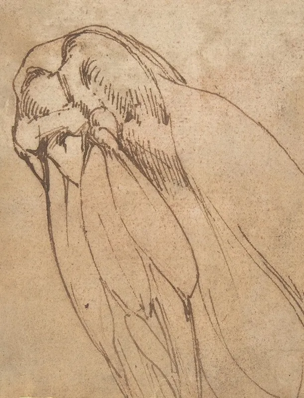 Anatomical Study Of A Knee Wall Art by School of Michelangelo Buonarroti - High-Resolution Digital Print