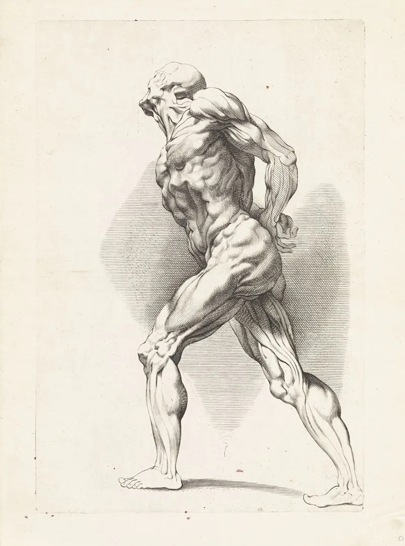Anatomical Study Of A Standing Man Wall Art by Paulus Pontius - High-Resolution Digital Print
