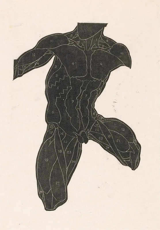 Anatomical Study Of The Neck Abdominal And Thigh Muscles Of A Man In Silhouette Wall Art by Reijer Stolk - High-Resolution Digital Print
