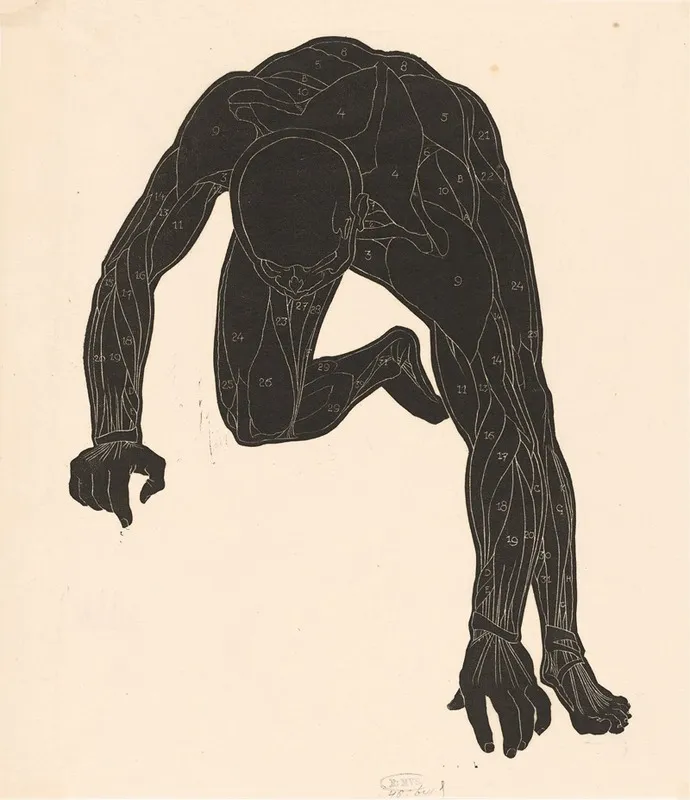 Anatomical Study Of The Neck Arm And Leg Muscles Of A Man In Silhouette Wall Art by Reijer Stolk - High-Resolution Digital Print