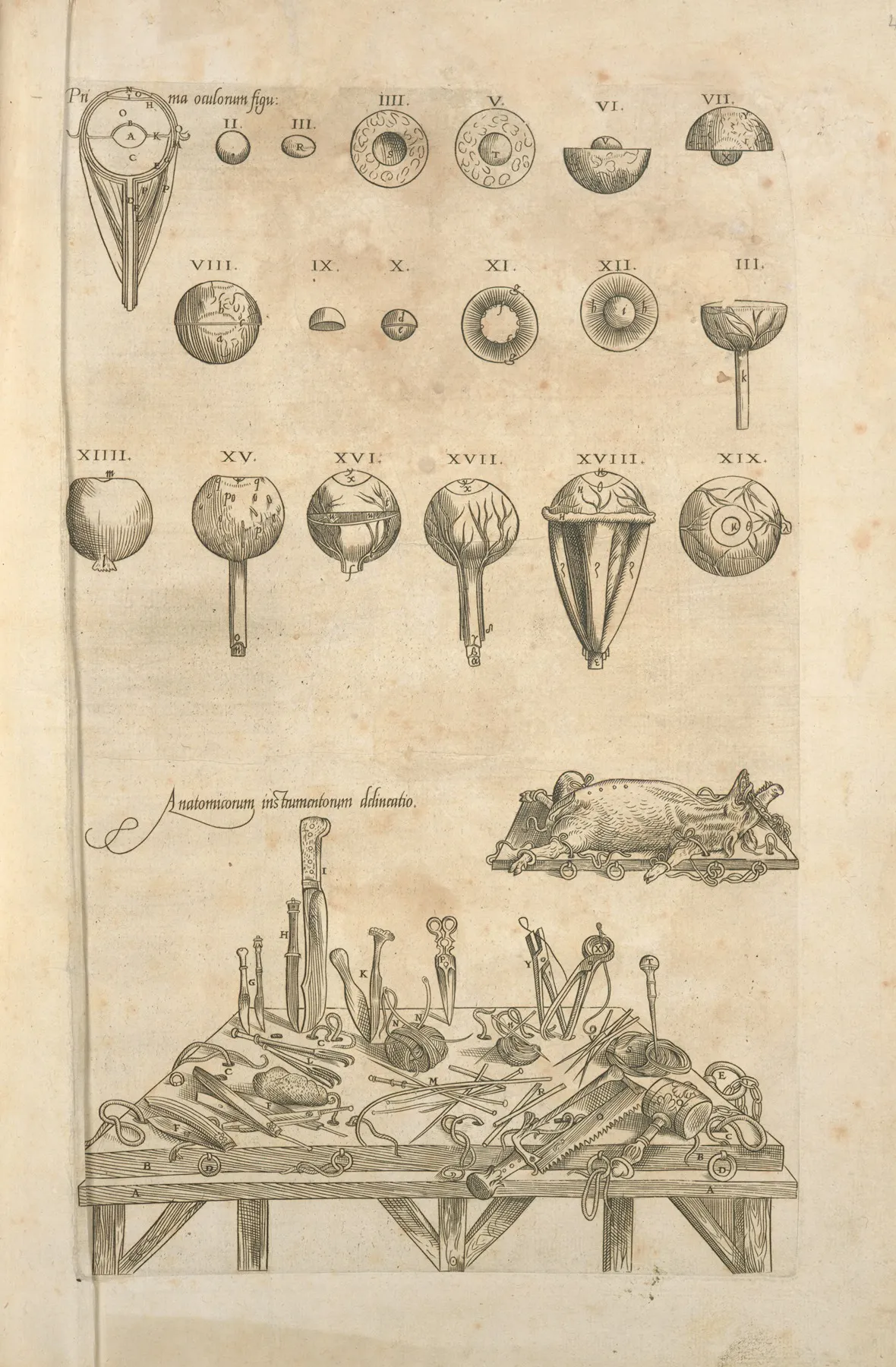 Anatomicorum Instrumentorum Delineatio Various Medical Apparatuses