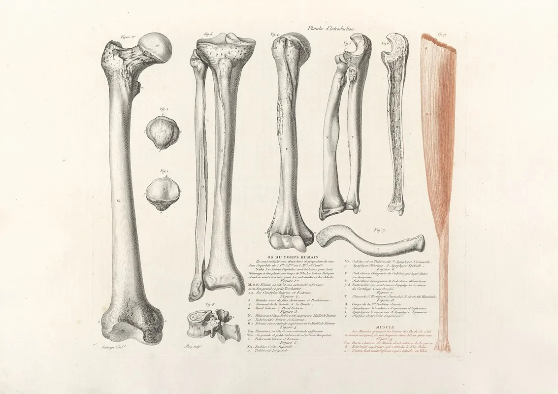Anatomie Du Gladiateur Combattant Pl 01 Wall Art by Jean-Galbert Salvage - High-Resolution Digital Print