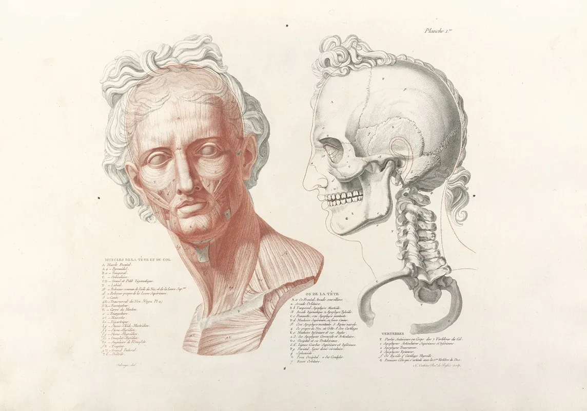 Anatomie Du Gladiateur Combattant Pl 02 Wall Art by Jean-Galbert Salvage - High-Resolution Digital Print