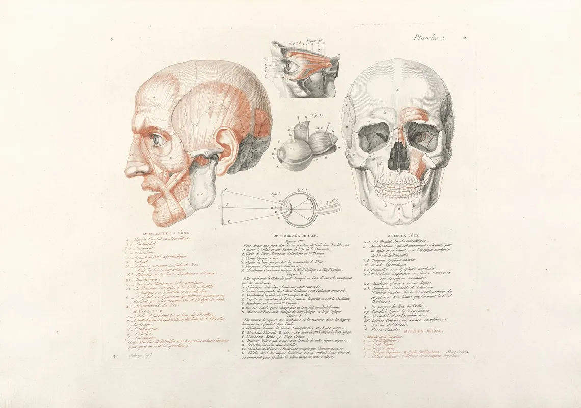 Anatomie Du Gladiateur Combattant Pl 03 Wall Art by Jean-Galbert Salvage - High-Resolution Digital Print