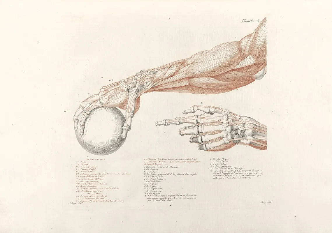 Anatomie Du Gladiateur Combattant Pl 04 Wall Art by Jean-Galbert Salvage - High-Resolution Digital Print