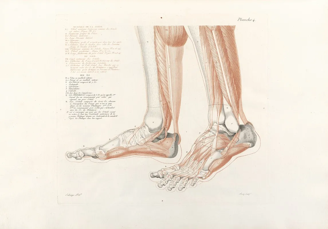 Anatomie Du Gladiateur Combattant Pl 05 Wall Art by Jean-Galbert Salvage - High-Resolution Digital Print