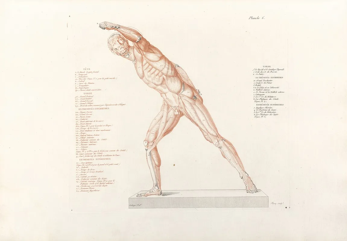 Anatomie Du Gladiateur Combattant Pl 07 Wall Art by Jean-Galbert Salvage - High-Resolution Digital Print