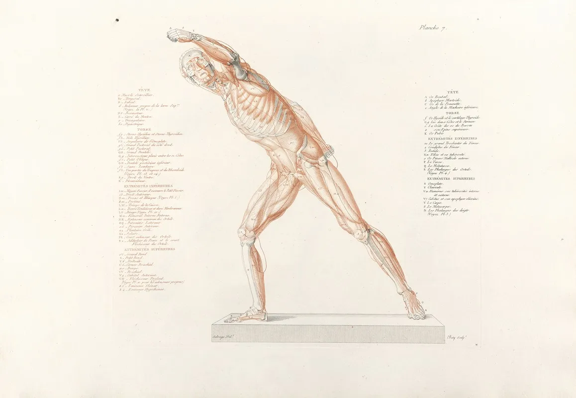 Anatomie Du Gladiateur Combattant Pl 08 Wall Art by Jean-Galbert Salvage - High-Resolution Digital Print