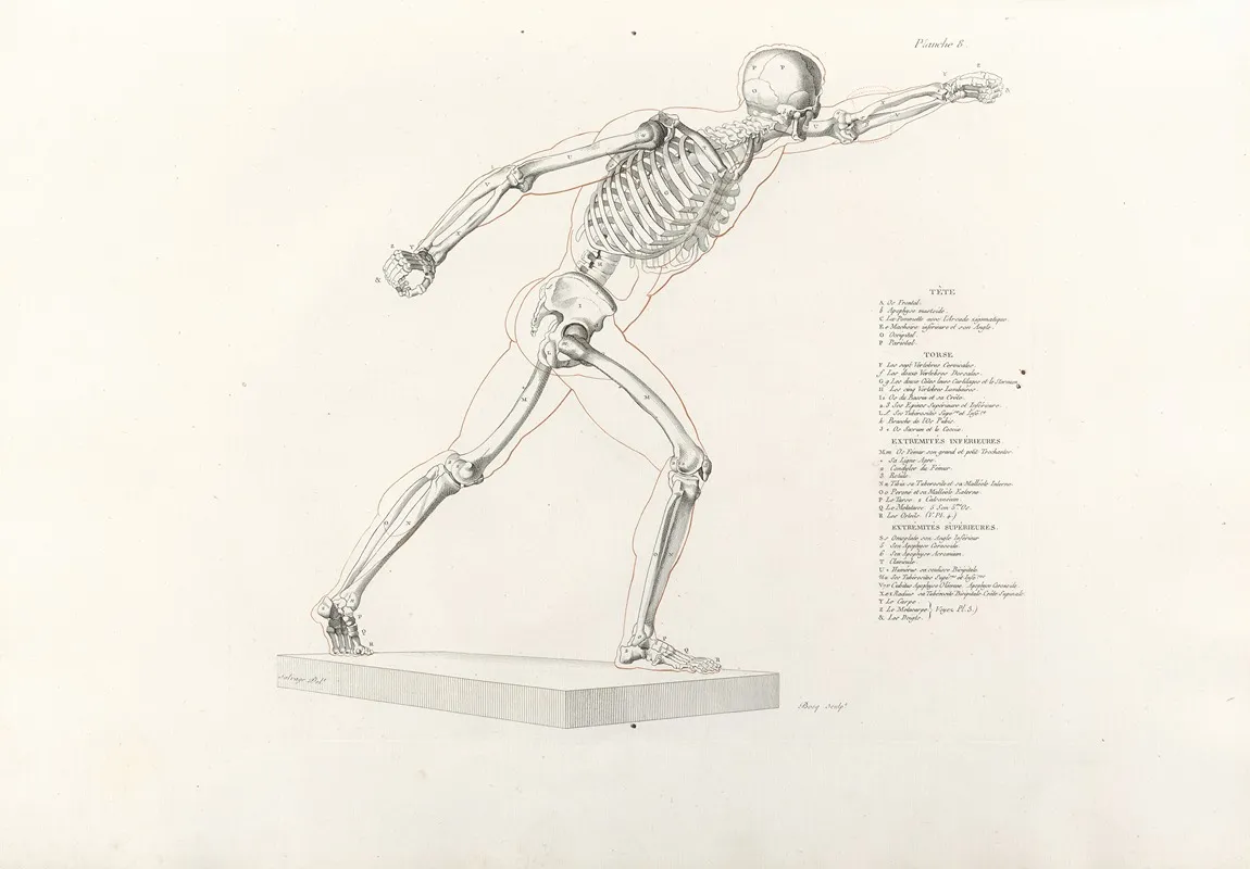 Anatomie Du Gladiateur Combattant Pl 09 Wall Art by Jean-Galbert Salvage - High-Resolution Digital Print