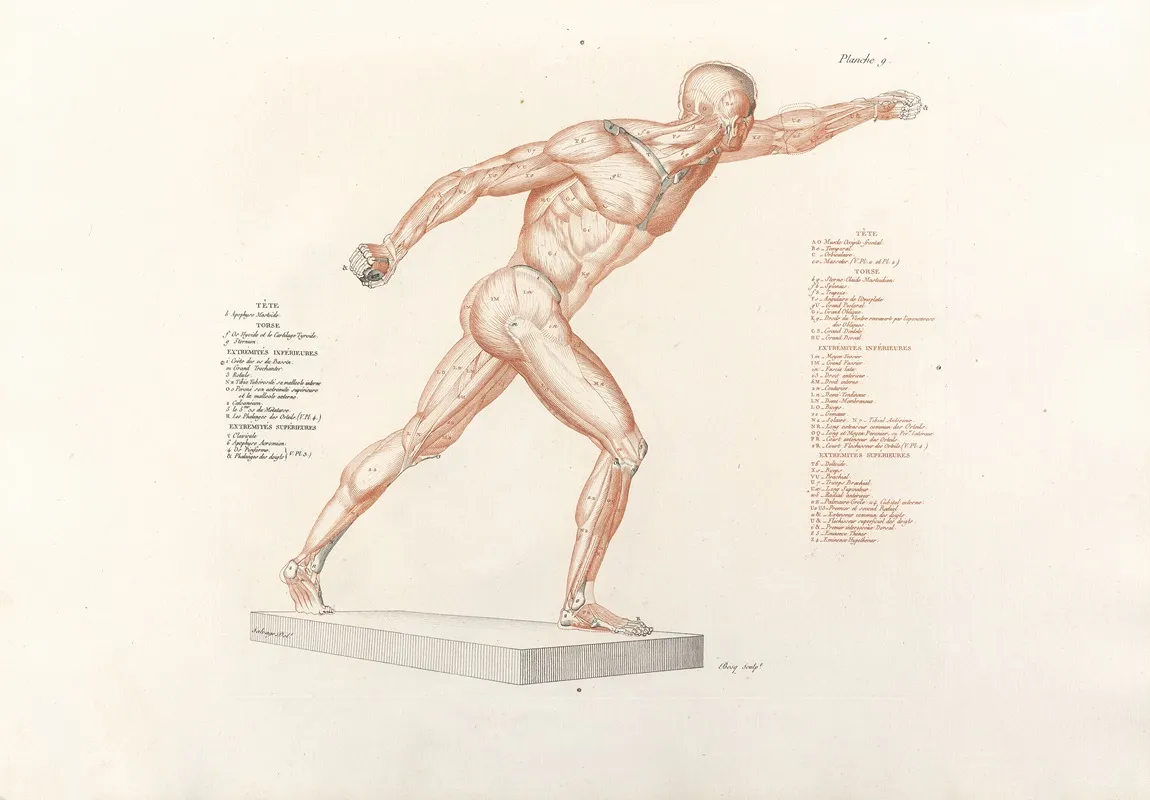 Anatomie Du Gladiateur Combattant Pl 10 Wall Art by Jean-Galbert Salvage - High-Resolution Digital Print