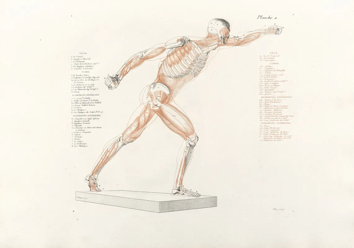 Anatomie Du Gladiateur Combattant Pl 12 Wall Art by Jean-Galbert Salvage - High-Resolution Digital Print