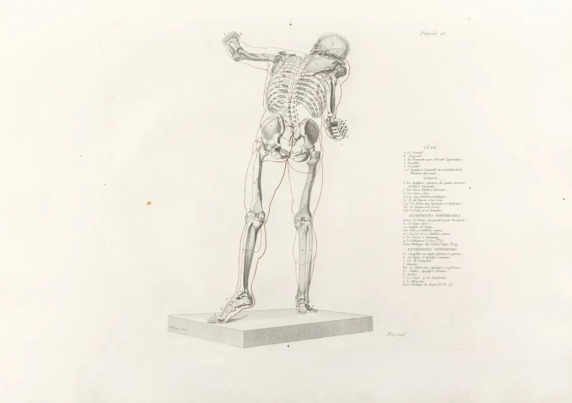 Anatomie Du Gladiateur Combattant Pl 14 Wall Art by Jean-Galbert Salvage - High-Resolution Digital Print
