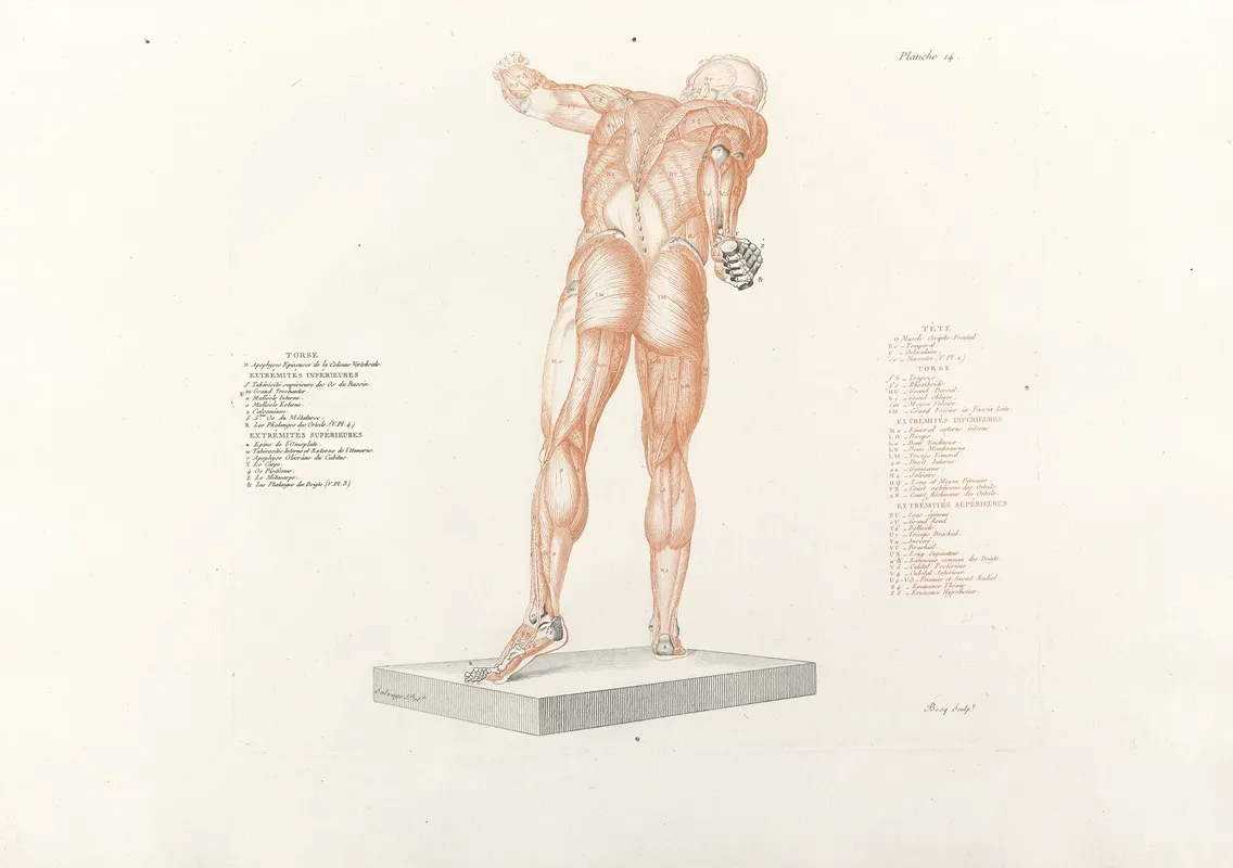 Anatomie Du Gladiateur Combattant Pl 15 Wall Art by Jean-Galbert Salvage - High-Resolution Digital Print