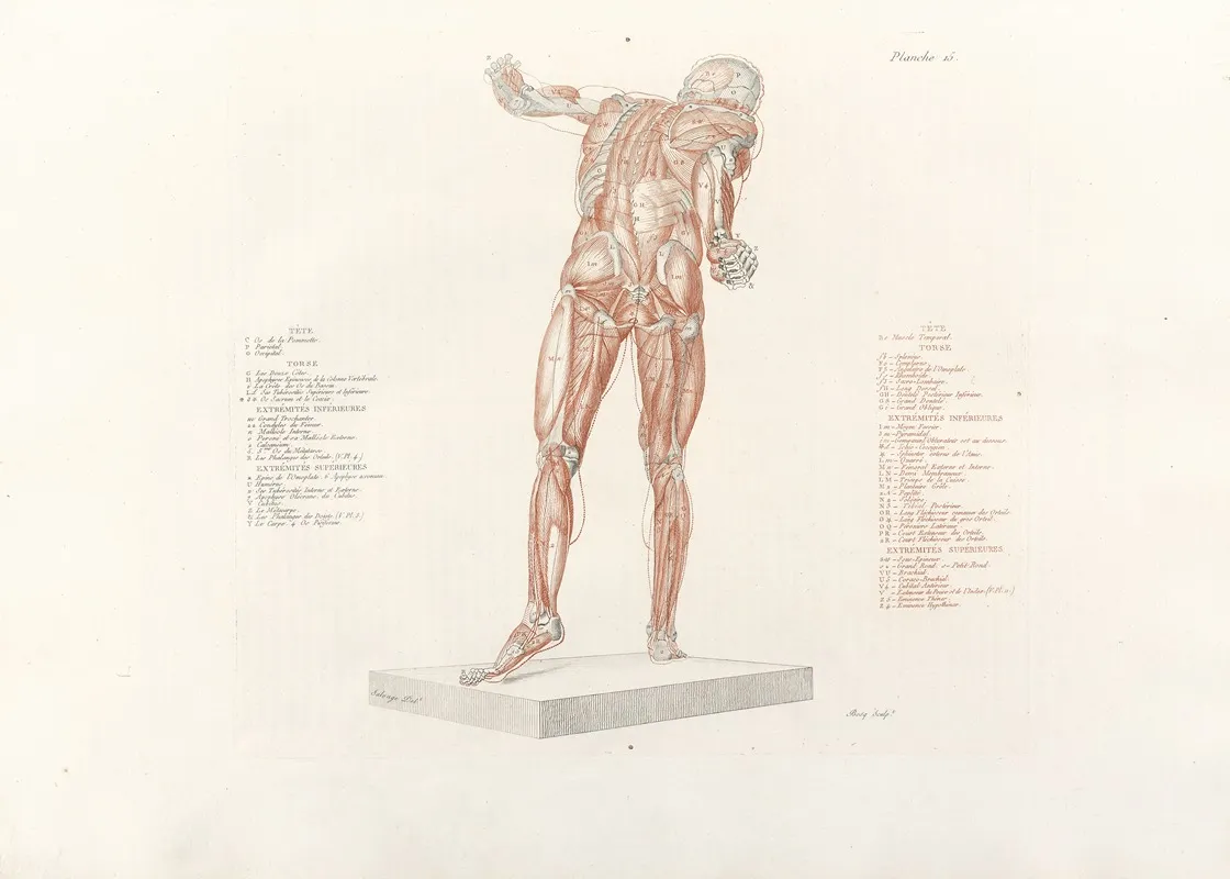 Anatomie Du Gladiateur Combattant Pl 16 Wall Art by Jean-Galbert Salvage - High-Resolution Digital Print