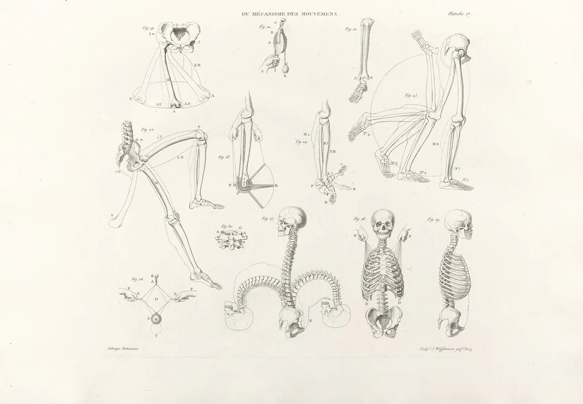 Anatomie Du Gladiateur Combattant Pl 18 Wall Art by Jean-Galbert Salvage - High-Resolution Digital Print