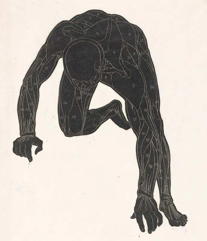 Anatomische Studie Van De Hals Arm En Beenspieren Van Een Man In Silhouet Wall Art by Reijer Stolk - High-Resolution Digital Print