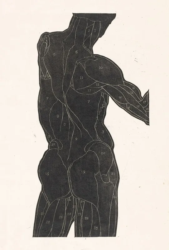 Anatomische Studie Van De Rug En Bilspieren Van Een Man In Silhouet