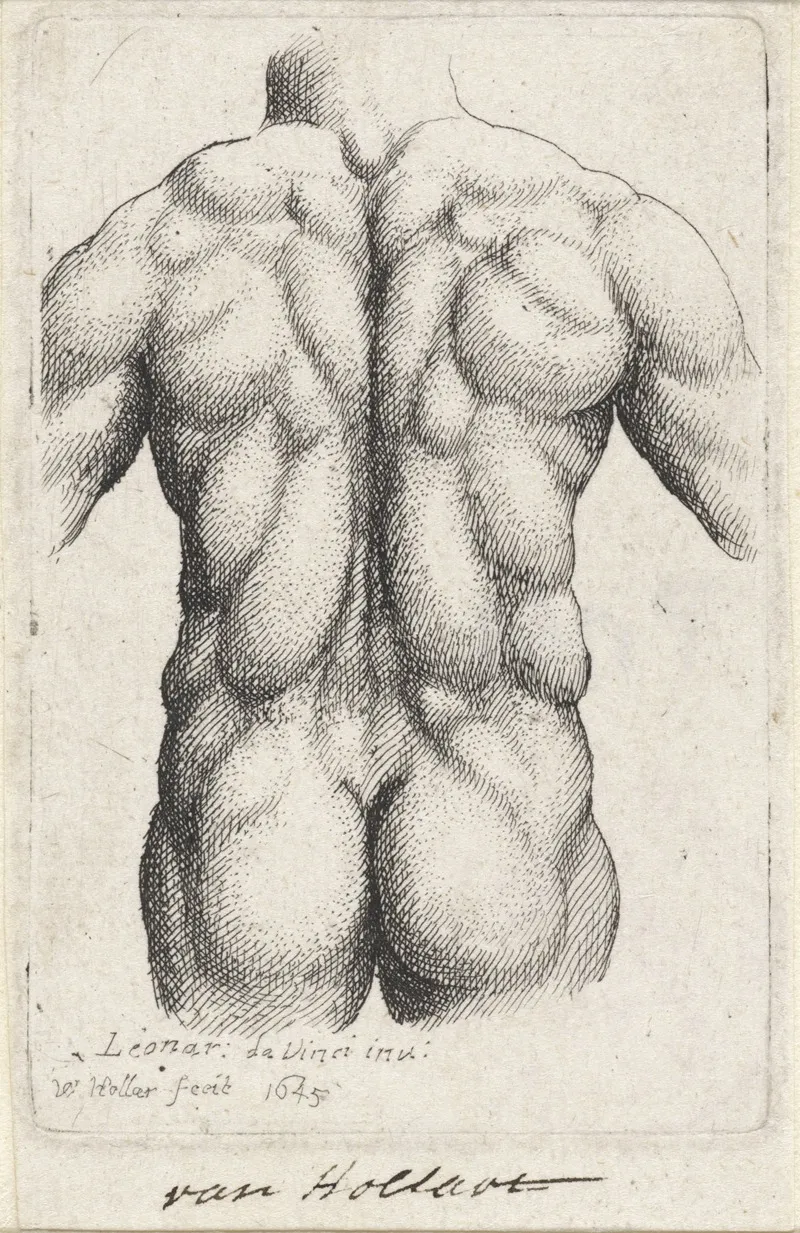 Anatomische Studie Van De Torso Van Een Man Op De Rug Gezien After Leonardo Da Vinci