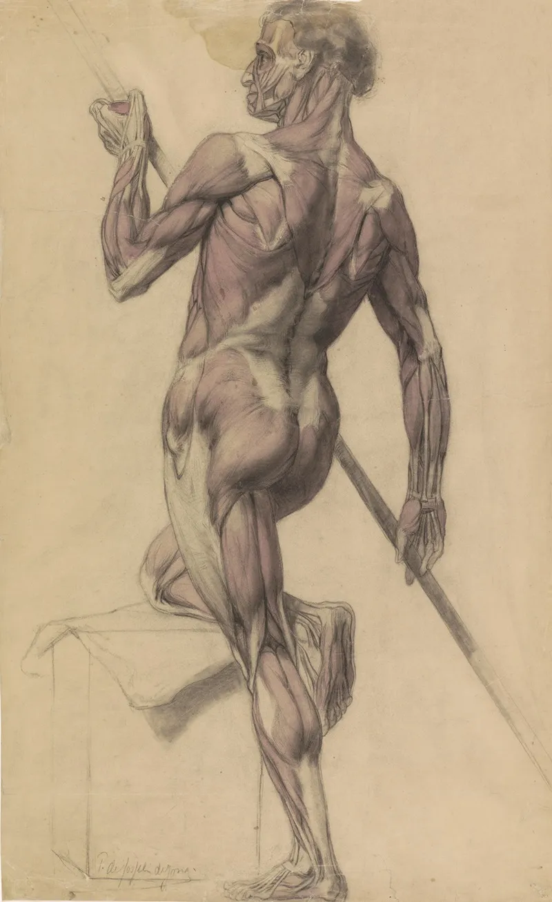 Anatomische Studie Van Een Mannelijk Lichaam