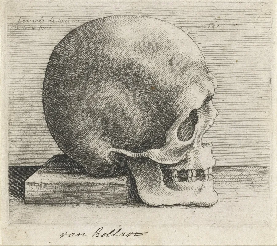 Anatomische Studie Van Een Schedel