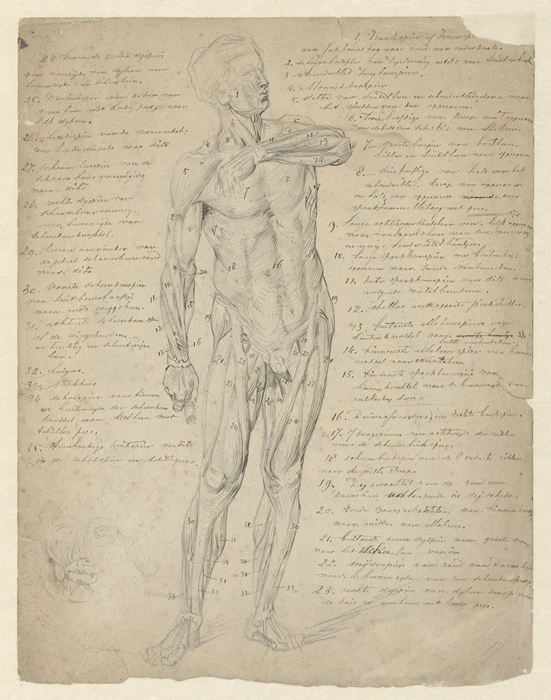 Anatomische Studie Van Staande Menselijke Figuur