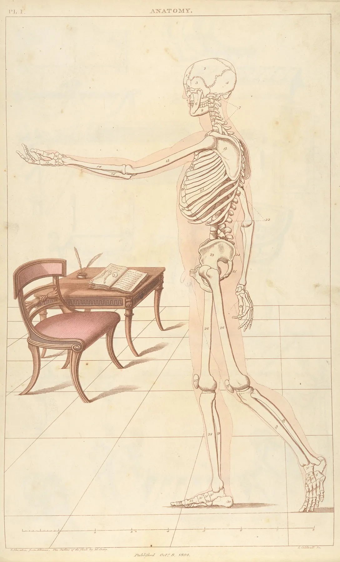 Anatomy 2 Wall Art by Thomas Sheraton - High-Resolution Digital Print