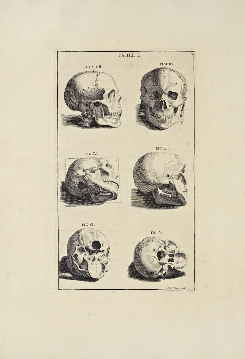 Anatomy Improvd And Illustrated With Regard To The Uses Thereof In Designing Pl 01 Wall Art by Michael van der Gucht - High-Resolution Digital Print