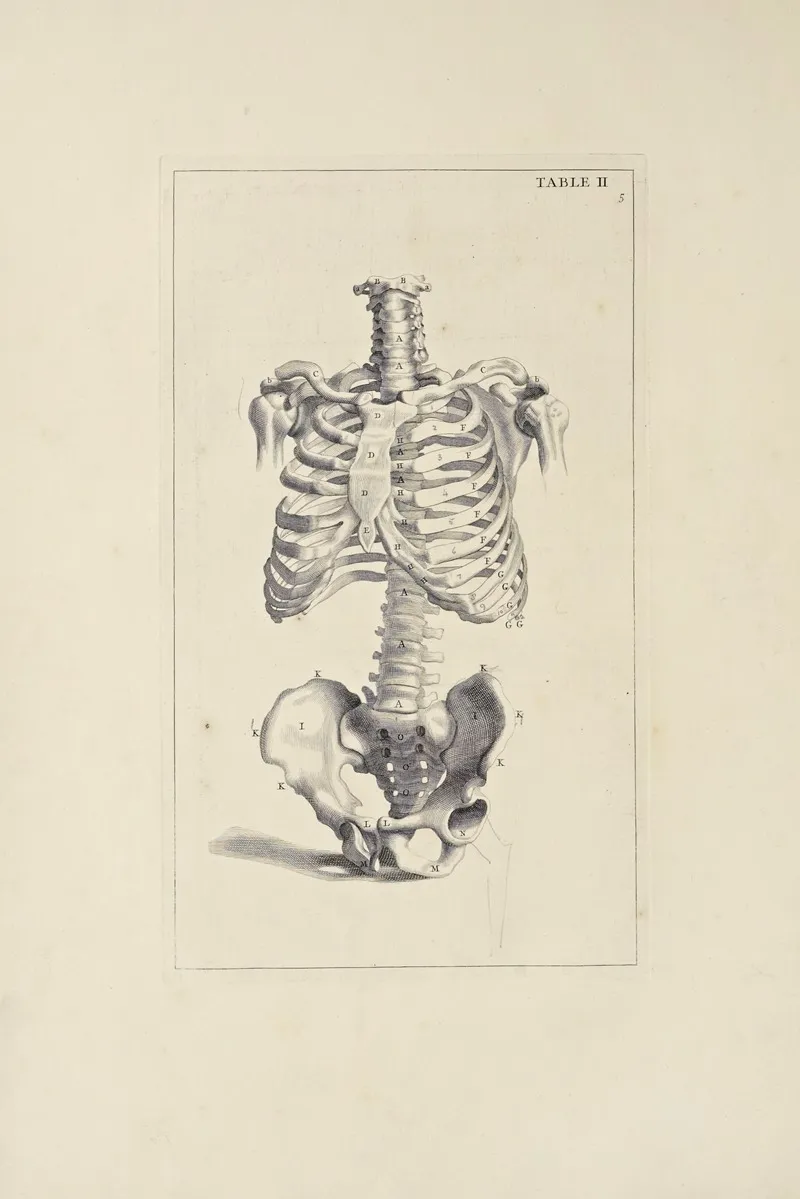 Anatomy Improvd And Illustrated With Regard To The Uses Thereof In Designing Pl 02 Wall Art by Michael van der Gucht - High-Resolution Digital Print