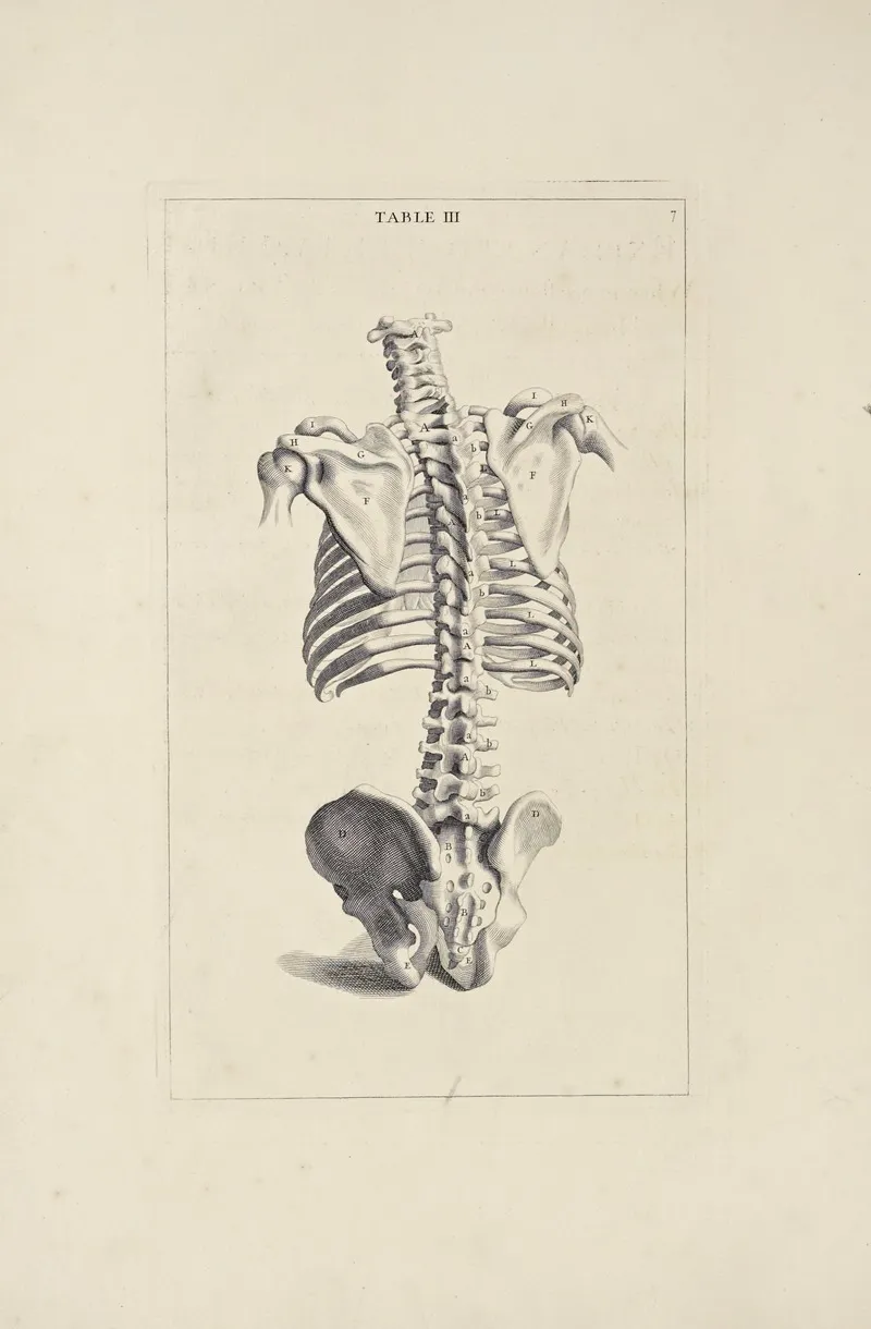 Anatomy Improvd And Illustrated With Regard To The Uses Thereof In Designing Pl 03 Wall Art by Michael van der Gucht - High-Resolution Digital Print