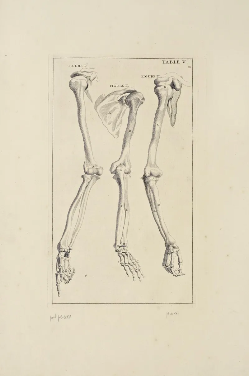 Anatomy Improvd And Illustrated With Regard To The Uses Thereof In Designing Pl 05 Wall Art by Michael van der Gucht - High-Resolution Digital Print