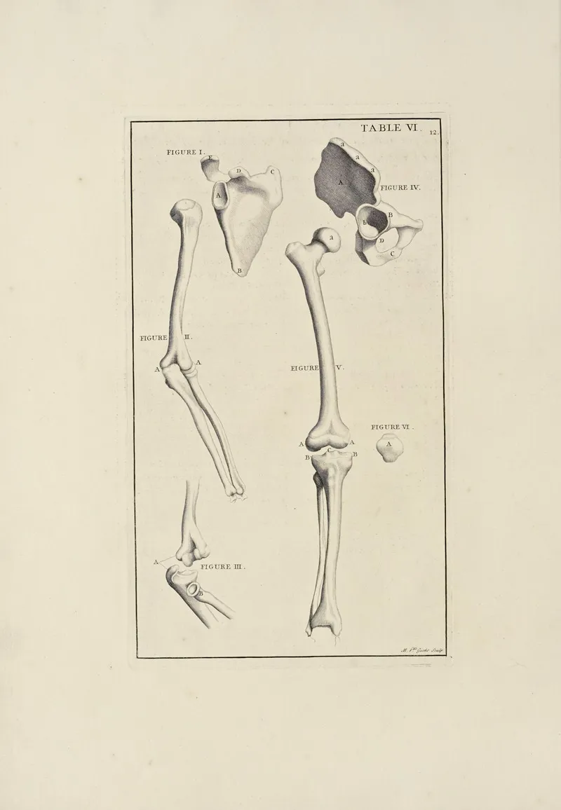 Anatomy Improvd And Illustrated With Regard To The Uses Thereof In Designing Pl 06 Wall Art by Michael van der Gucht - High-Resolution Digital Print
