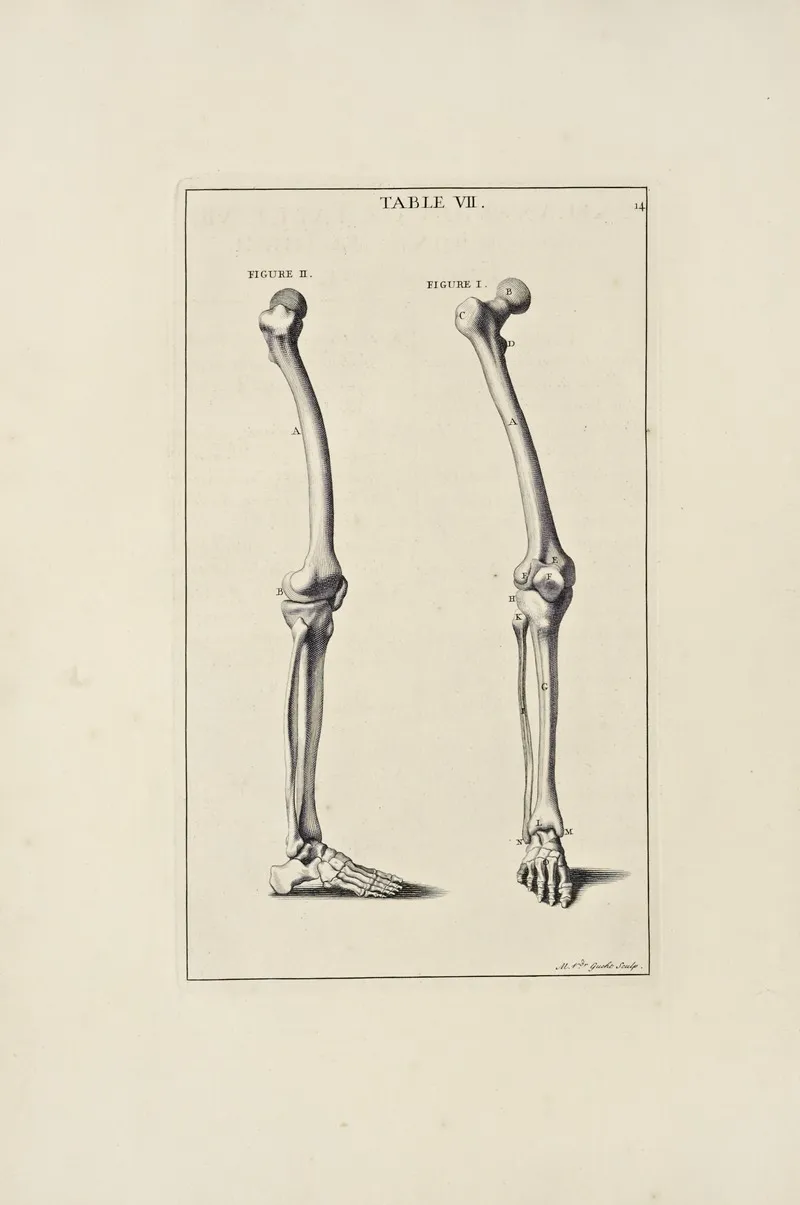 Anatomy Improvd And Illustrated With Regard To The Uses Thereof In Designing Pl 07 Wall Art by Michael van der Gucht - High-Resolution Digital Print