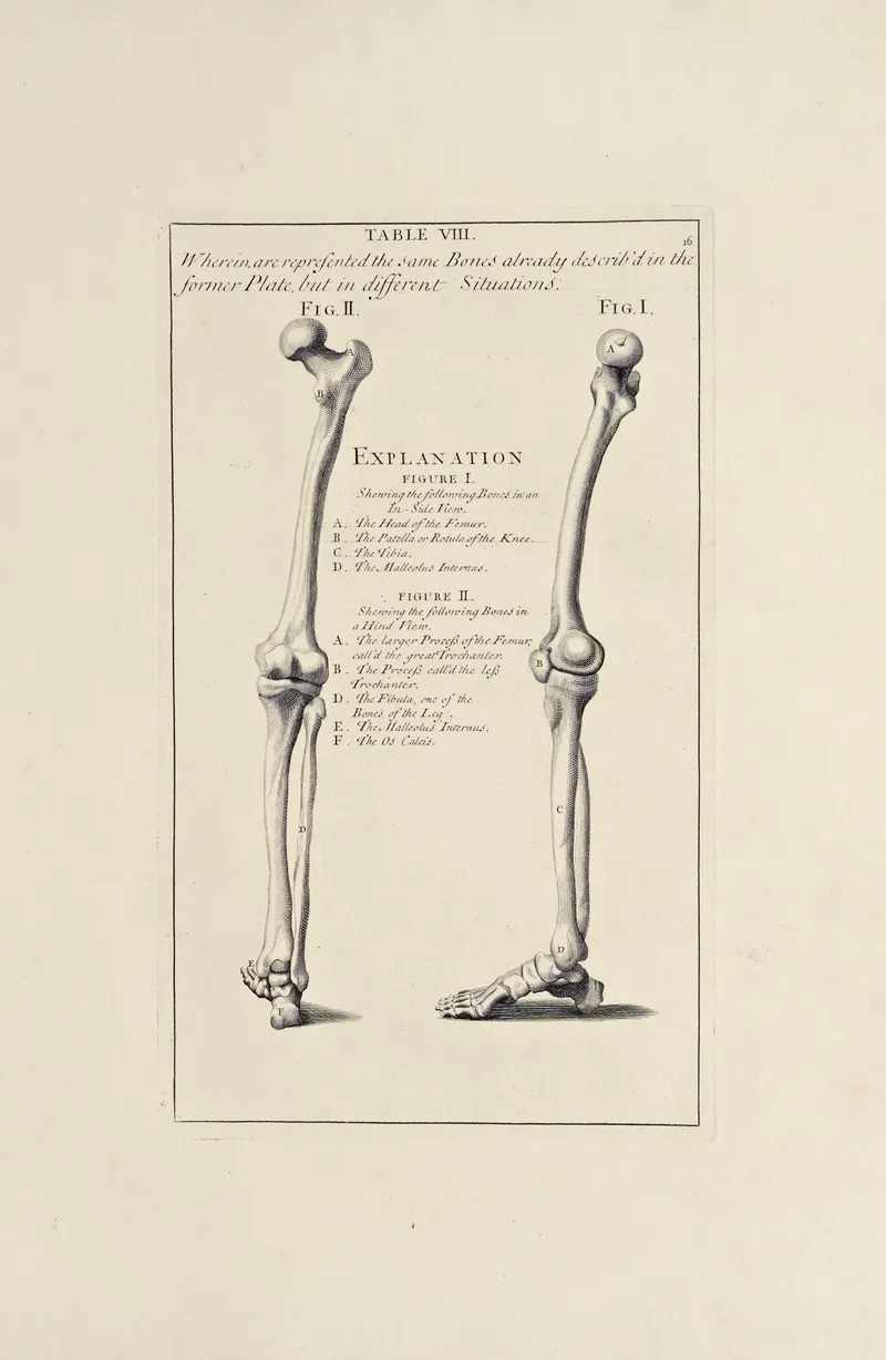 Anatomy Improvd And Illustrated With Regard To The Uses Thereof In Designing Pl 08 Wall Art by Michael van der Gucht - High-Resolution Digital Print