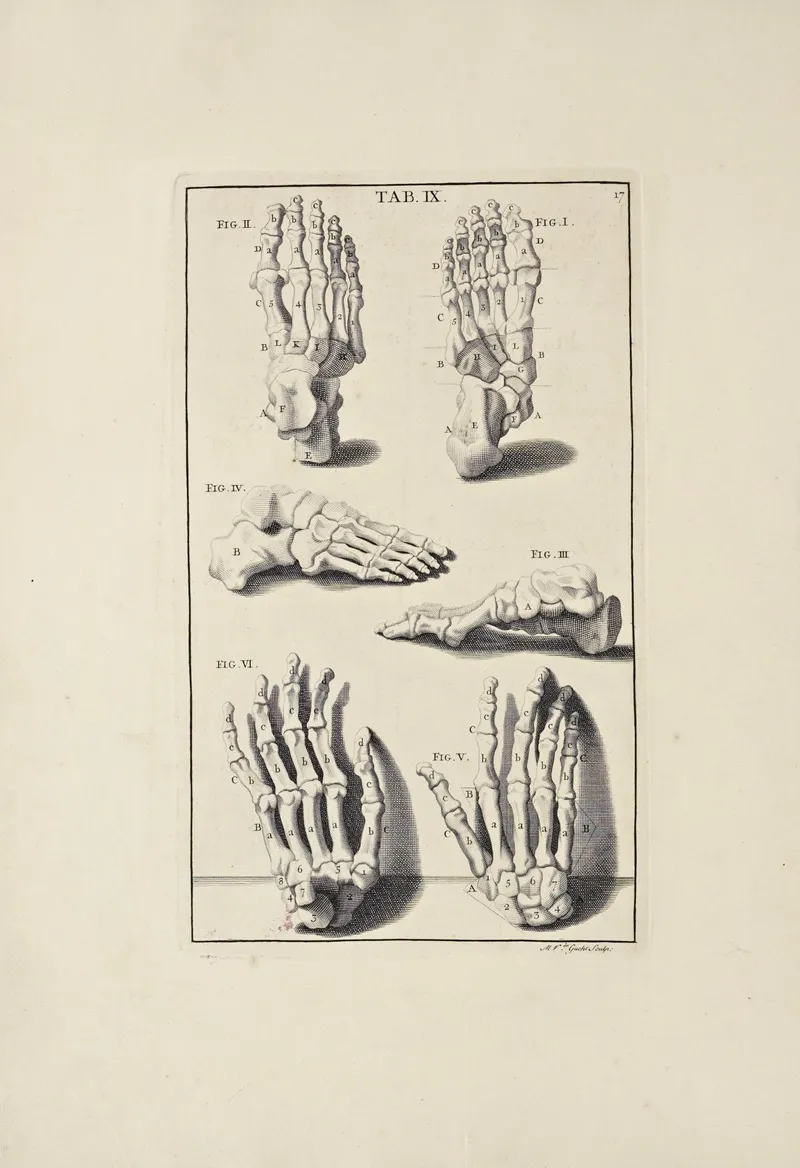 Anatomy Improvd And Illustrated With Regard To The Uses Thereof In Designing Pl 09 Wall Art by Michael van der Gucht - High-Resolution Digital Print