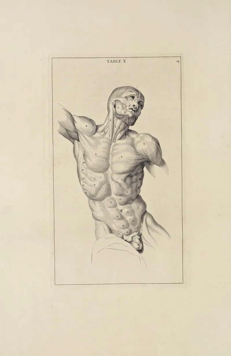 Anatomy Improvd And Illustrated With Regard To The Uses Thereof In Designing Pl 10 Wall Art by Michael van der Gucht - High-Resolution Digital Print