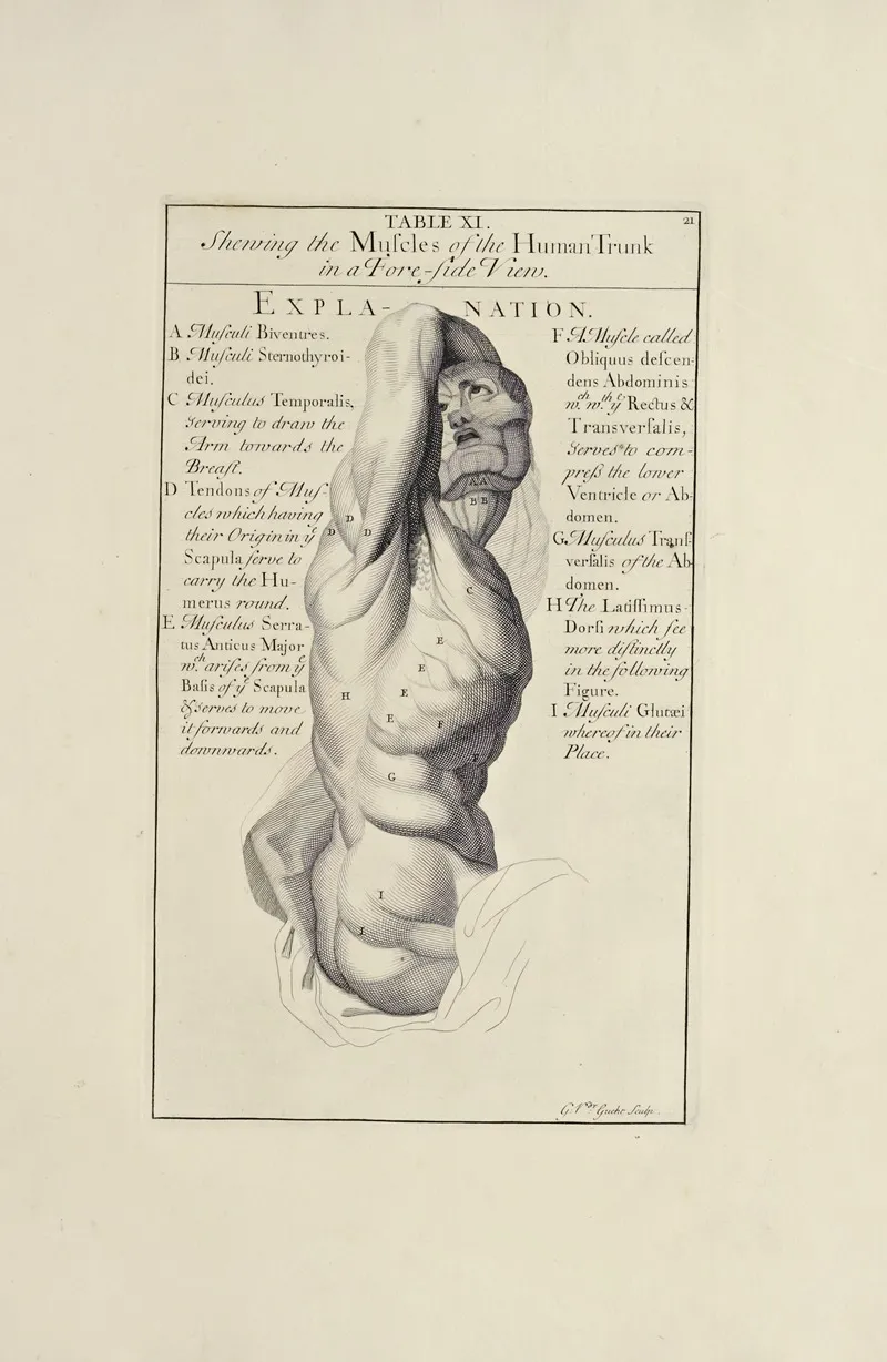 Anatomy Improvd And Illustrated With Regard To The Uses Thereof In Designing Pl 11 Wall Art by Michael van der Gucht - High-Resolution Digital Print
