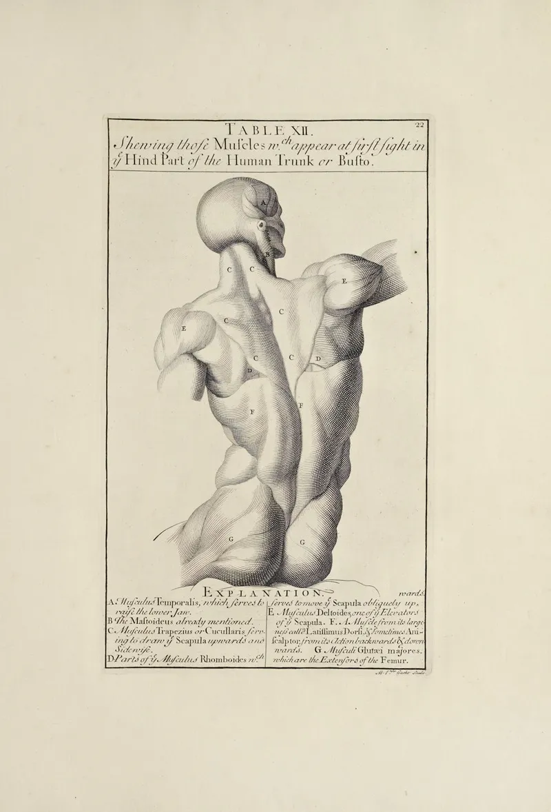 Anatomy Improvd And Illustrated With Regard To The Uses Thereof In Designing Pl 12 Wall Art by Michael van der Gucht - High-Resolution Digital Print