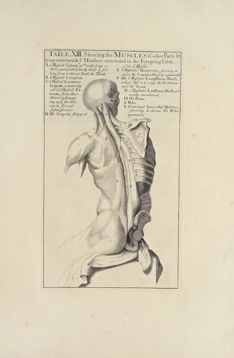 Anatomy Improvd And Illustrated With Regard To The Uses Thereof In Designing Pl 13 Wall Art by Michael van der Gucht - High-Resolution Digital Print