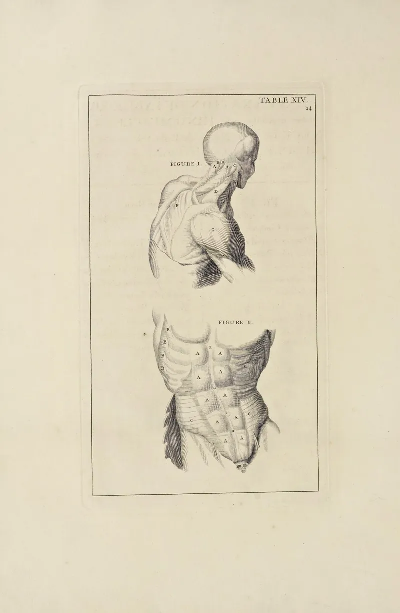Anatomy Improvd And Illustrated With Regard To The Uses Thereof In Designing Pl 14 Wall Art by Michael van der Gucht - High-Resolution Digital Print