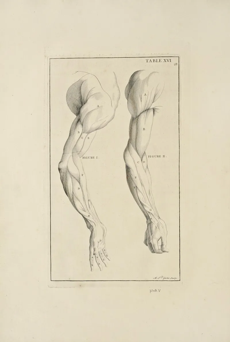 Anatomy Improvd And Illustrated With Regard To The Uses Thereof In Designing Pl 16 Wall Art by Michael van der Gucht - High-Resolution Digital Print