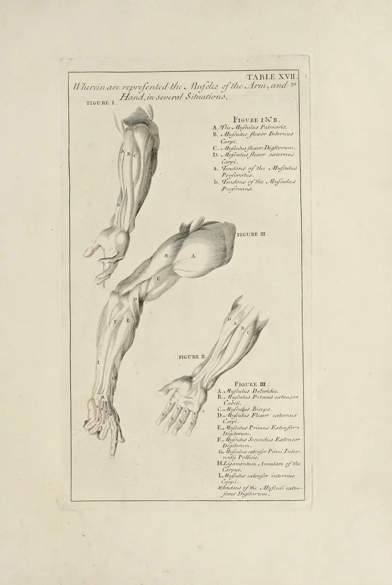 Anatomy Improvd And Illustrated With Regard To The Uses Thereof In Designing Pl 17 Wall Art by Michael van der Gucht - High-Resolution Digital Print