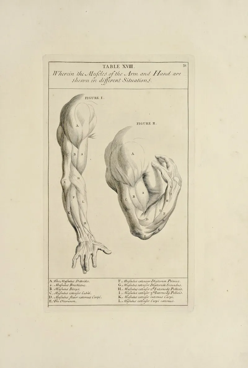 Anatomy Improvd And Illustrated With Regard To The Uses Thereof In Designing Pl 18 Wall Art by Michael van der Gucht - High-Resolution Digital Print
