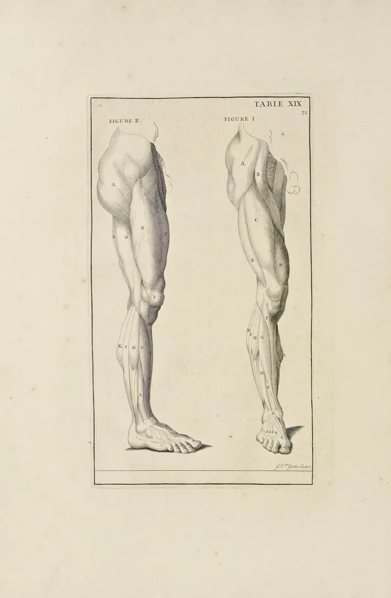 Anatomy Improvd And Illustrated With Regard To The Uses Thereof In Designing Pl 19 Wall Art by Michael van der Gucht - High-Resolution Digital Print