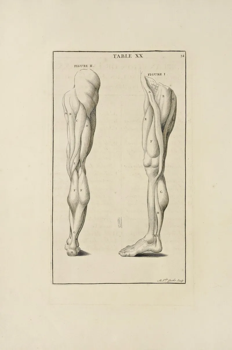 Anatomy Improvd And Illustrated With Regard To The Uses Thereof In Designing Pl 20 Wall Art by Michael van der Gucht - High-Resolution Digital Print