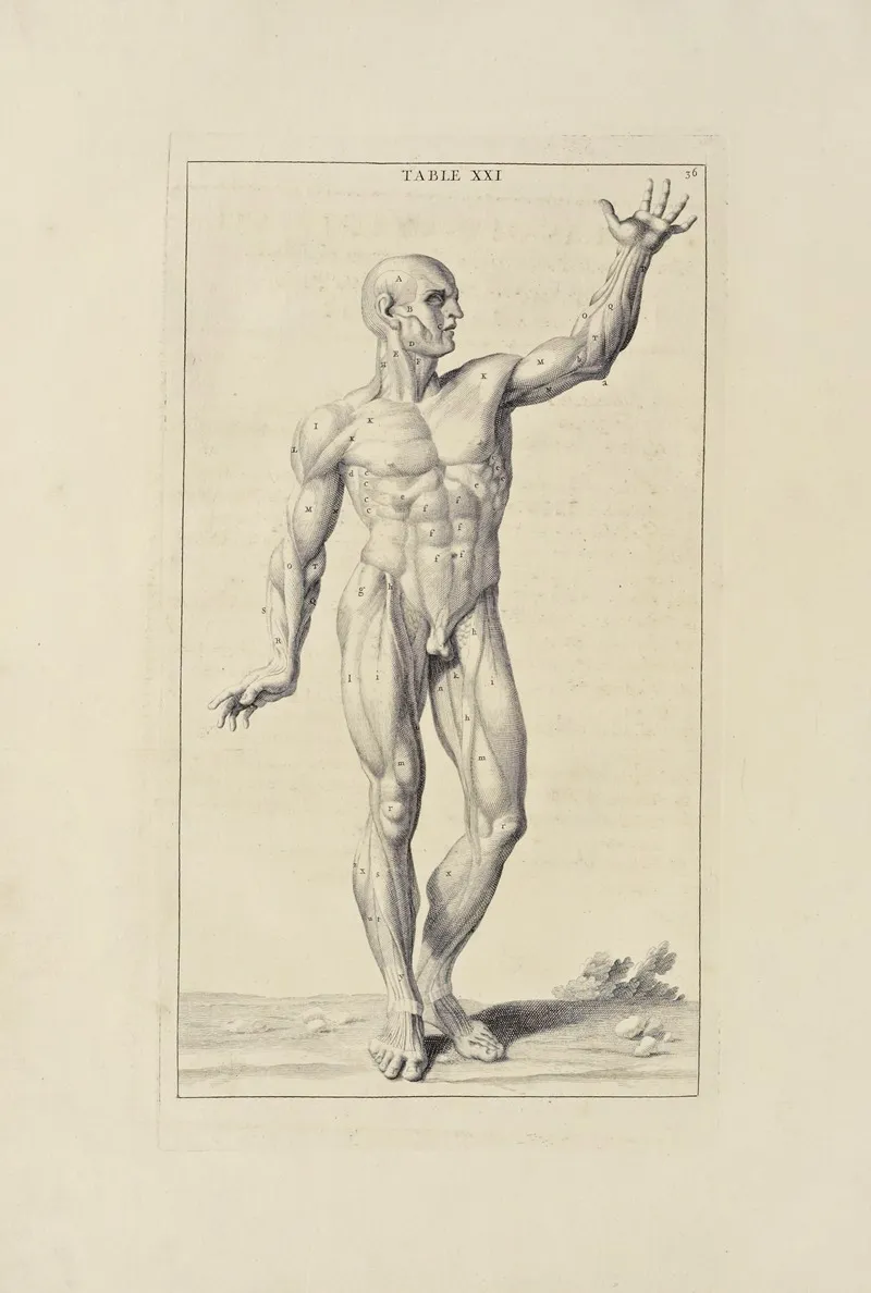 Anatomy Improvd And Illustrated With Regard To The Uses Thereof In Designing Pl 21 Wall Art by Michael van der Gucht - High-Resolution Digital Print