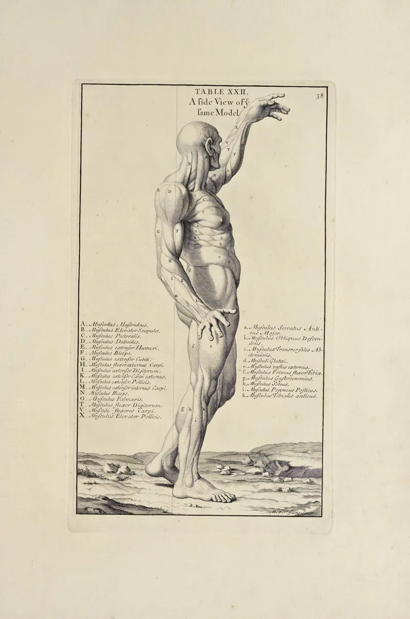 Anatomy Improvd And Illustrated With Regard To The Uses Thereof In Designing Pl 22 Wall Art by Michael van der Gucht - High-Resolution Digital Print