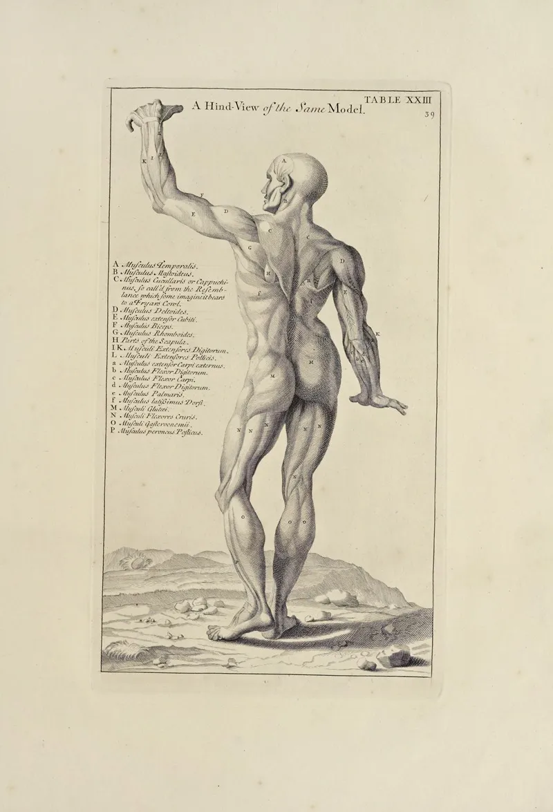 Anatomy Improvd And Illustrated With Regard To The Uses Thereof In Designing Pl 23 Wall Art by Michael van der Gucht - High-Resolution Digital Print